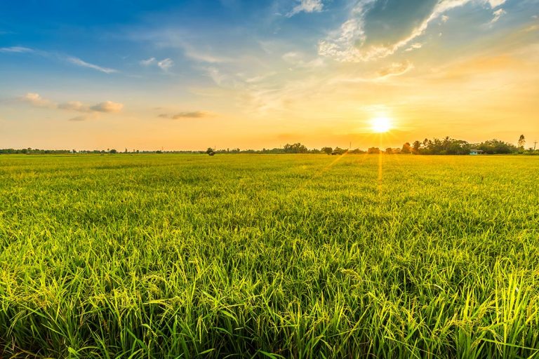 Beautiful environment landscape of green sustainable fields